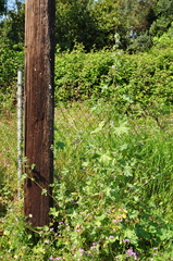 Malva multiflora