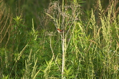 Passer cinnamomeus