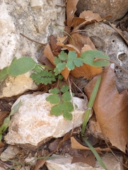Nemophila phacelioides