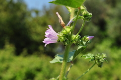 Malva multiflora