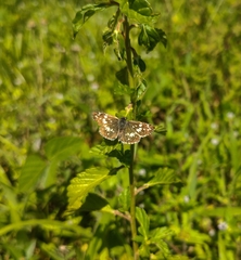 Burnsius orcynoides