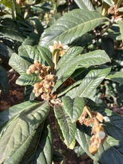 Eriobotrya japonica