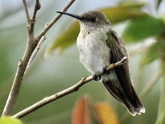 Talaphorus chlorocercus