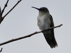 Talaphorus chlorocercus