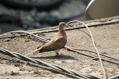 Streptopelia senegalensis