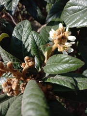Eriobotrya japonica