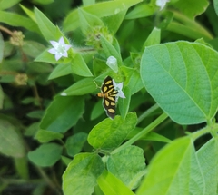 Syngamia