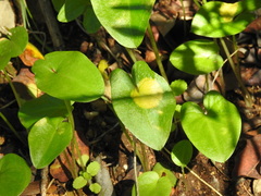 Phyllosiphon arisari