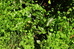Ruscus