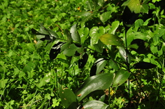 Ruscus