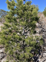 Pinus remota