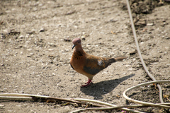 Streptopelia senegalensis