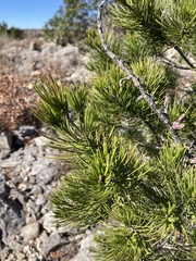Pinus remota