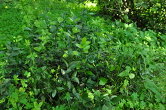 Ruscus