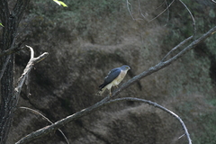 Accipiter soloensis