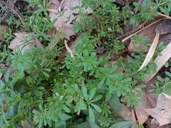 Galium aparine
