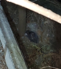 Didelphis virginiana