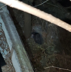 Didelphis virginiana