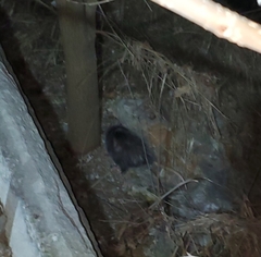 Didelphis virginiana