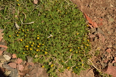 Senecio trifidus