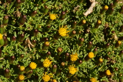 Senecio trifidus