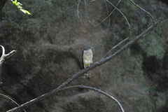 Accipiter soloensis