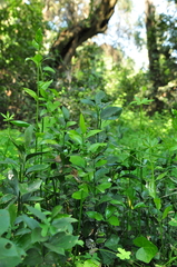 Ruscus