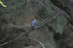 Accipiter soloensis