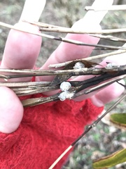 Echinodothis tuberiformis