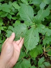 Rubus canadensis