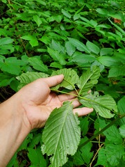Rubus canadensis