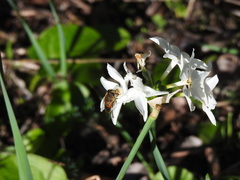 Eristalis similis