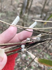 Echinodothis tuberiformis
