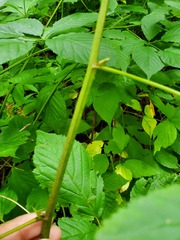 Rubus canadensis