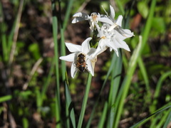 Eristalis similis