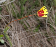 Ursinia dentata