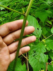 Rubus canadensis
