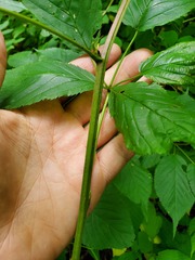 Rubus canadensis