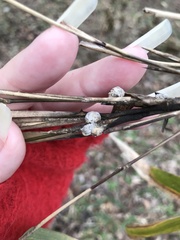 Echinodothis tuberiformis