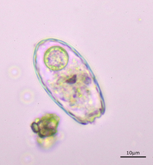 Euglypha laevis