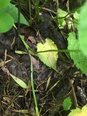 Trifolium stoloniferum
