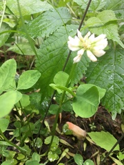 Trifolium stoloniferum