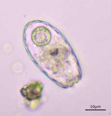 Euglypha laevis