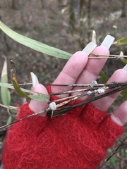 Echinodothis tuberiformis