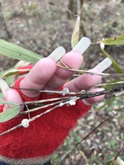 Echinodothis tuberiformis