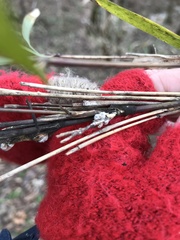 Echinodothis tuberiformis