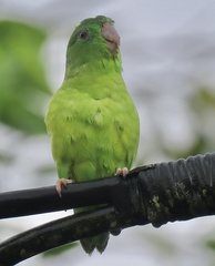 Forpus crassirostris