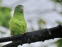 Forpus crassirostris