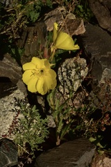 Oenothera affinis