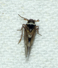 Cixioidea